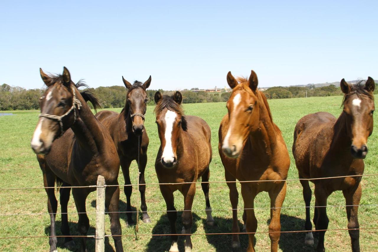 Estalagem Haras Di Cellius Bagé Exterior foto