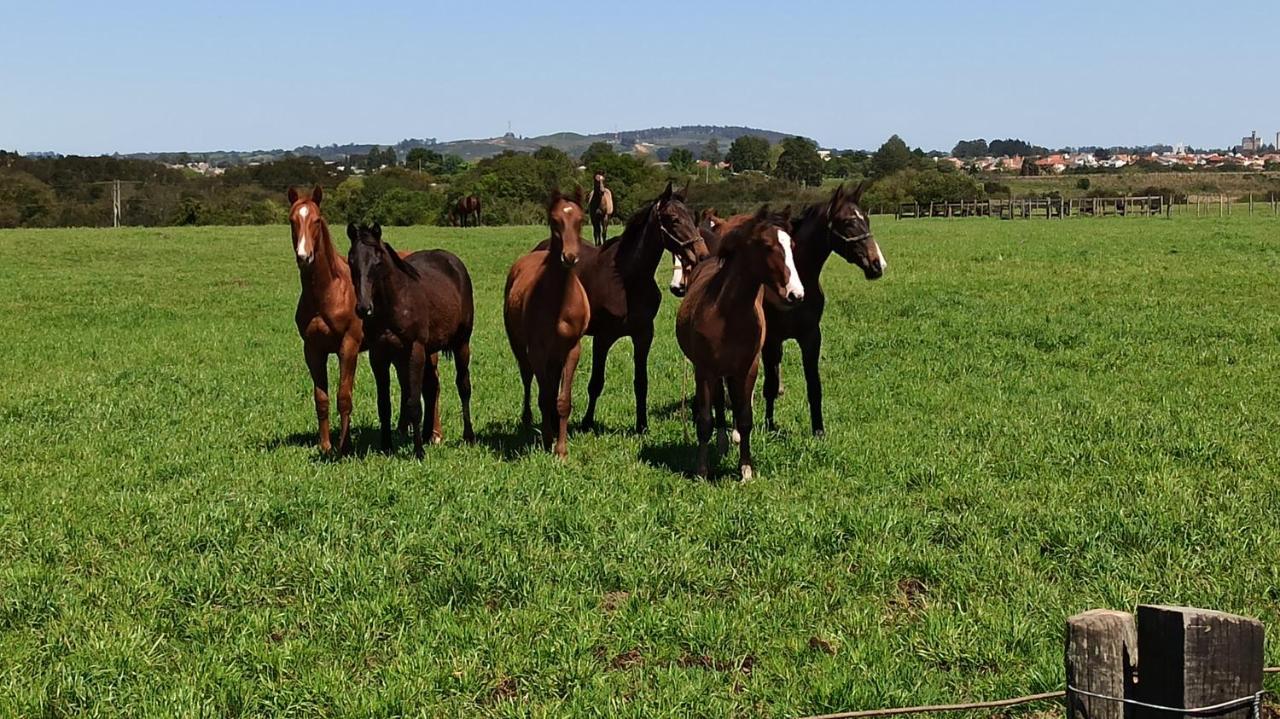 Estalagem Haras Di Cellius Bagé Exterior foto