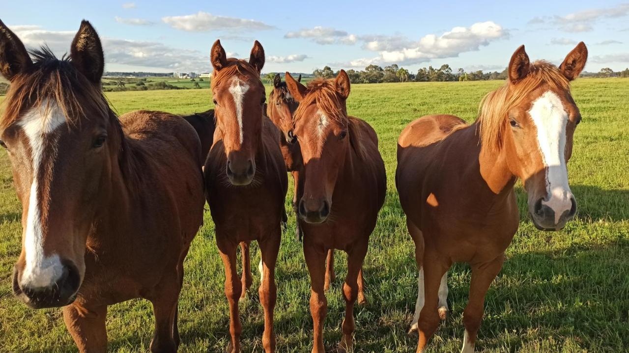Estalagem Haras Di Cellius Bagé Exterior foto